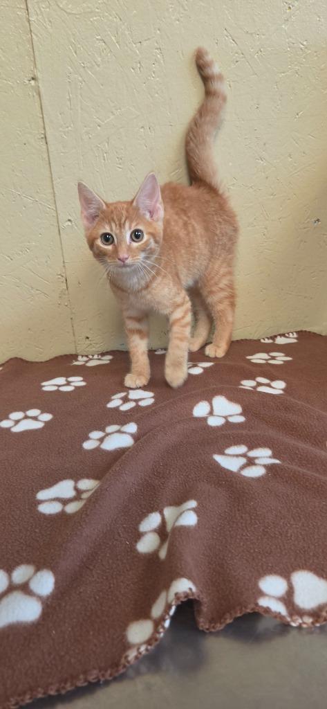Enlarge Udon, a Adoptable mixed breed in Shelbyville, TN image 2/3
