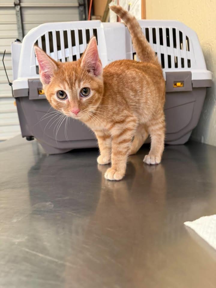 Enlarge Udon, a Adoptable mixed breed in Shelbyville, TN image 3/3