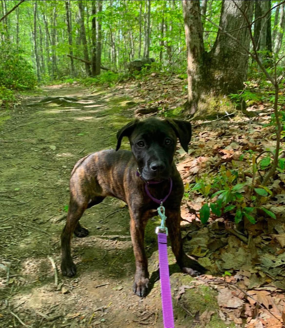 Amber, a ADOPTABLE mixed breed in Griswold, CT image 2/2