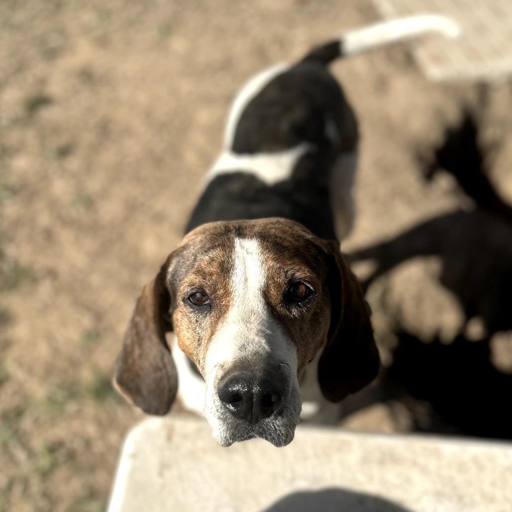 Chasey, a Adoptable mixed breed in Pagosa Springs, CO image 3/6
