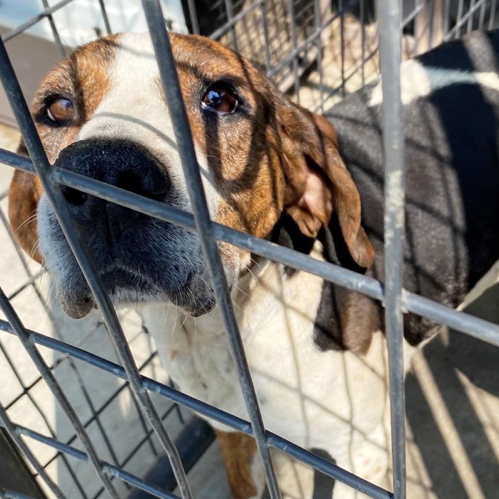 Chasey, a Adoptable mixed breed in Pagosa Springs, CO image 5/6