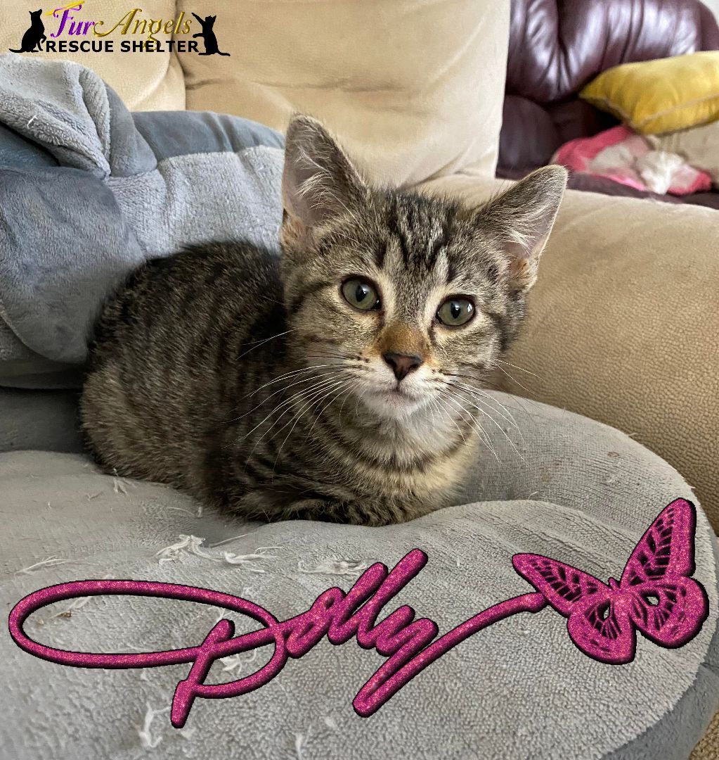 Dolly photo 2