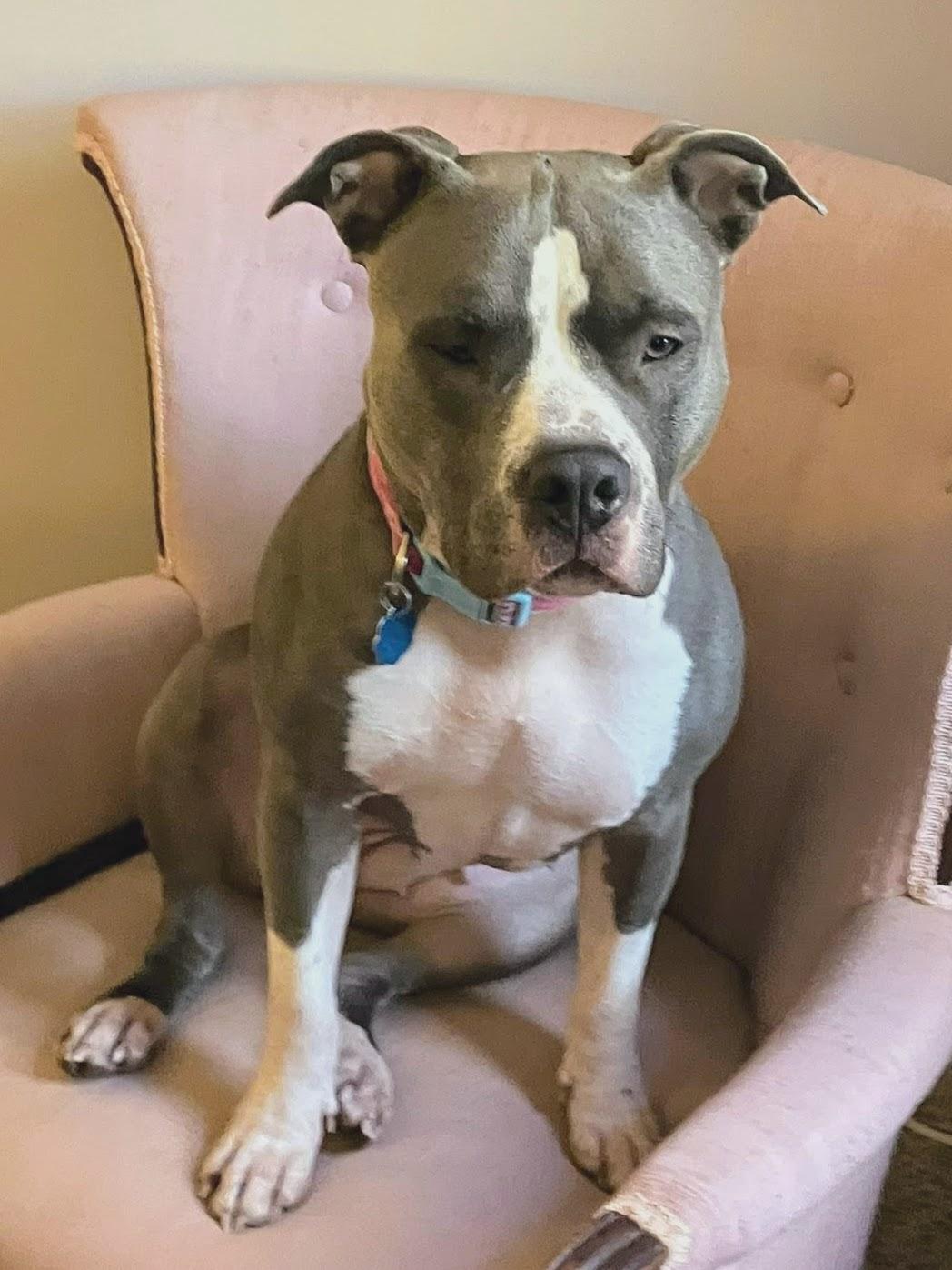 Enlarge Meeko, a Adoptable mixed breed in Athens, GA image 2/5