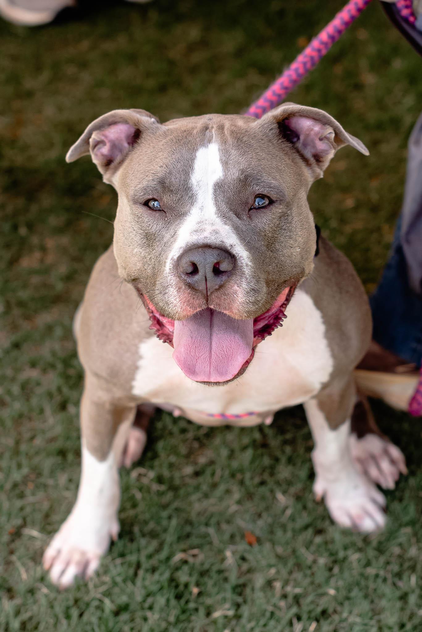 Meeko, a Adoptable mixed breed in Athens, GA image 2/6