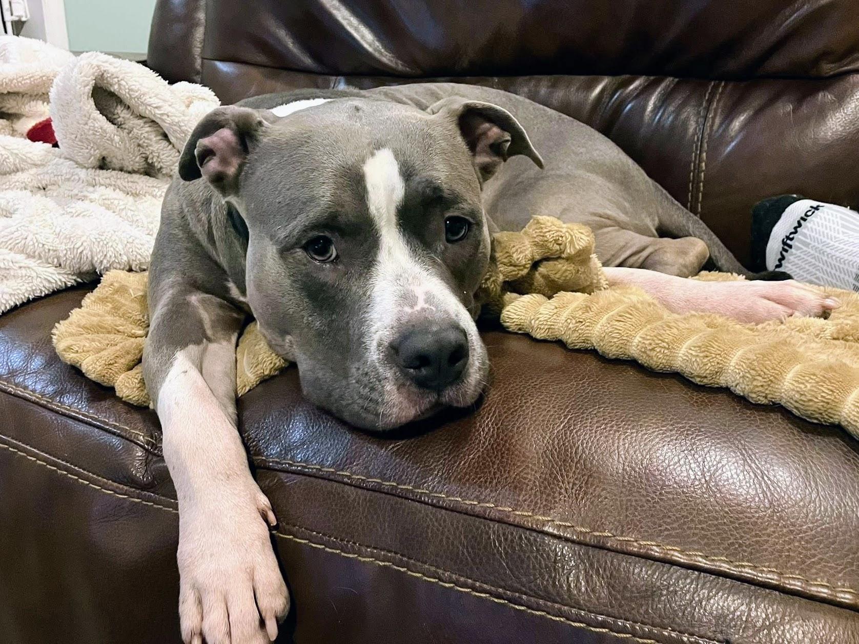 Enlarge Meeko, a Adoptable mixed breed in Athens, GA image 4/5