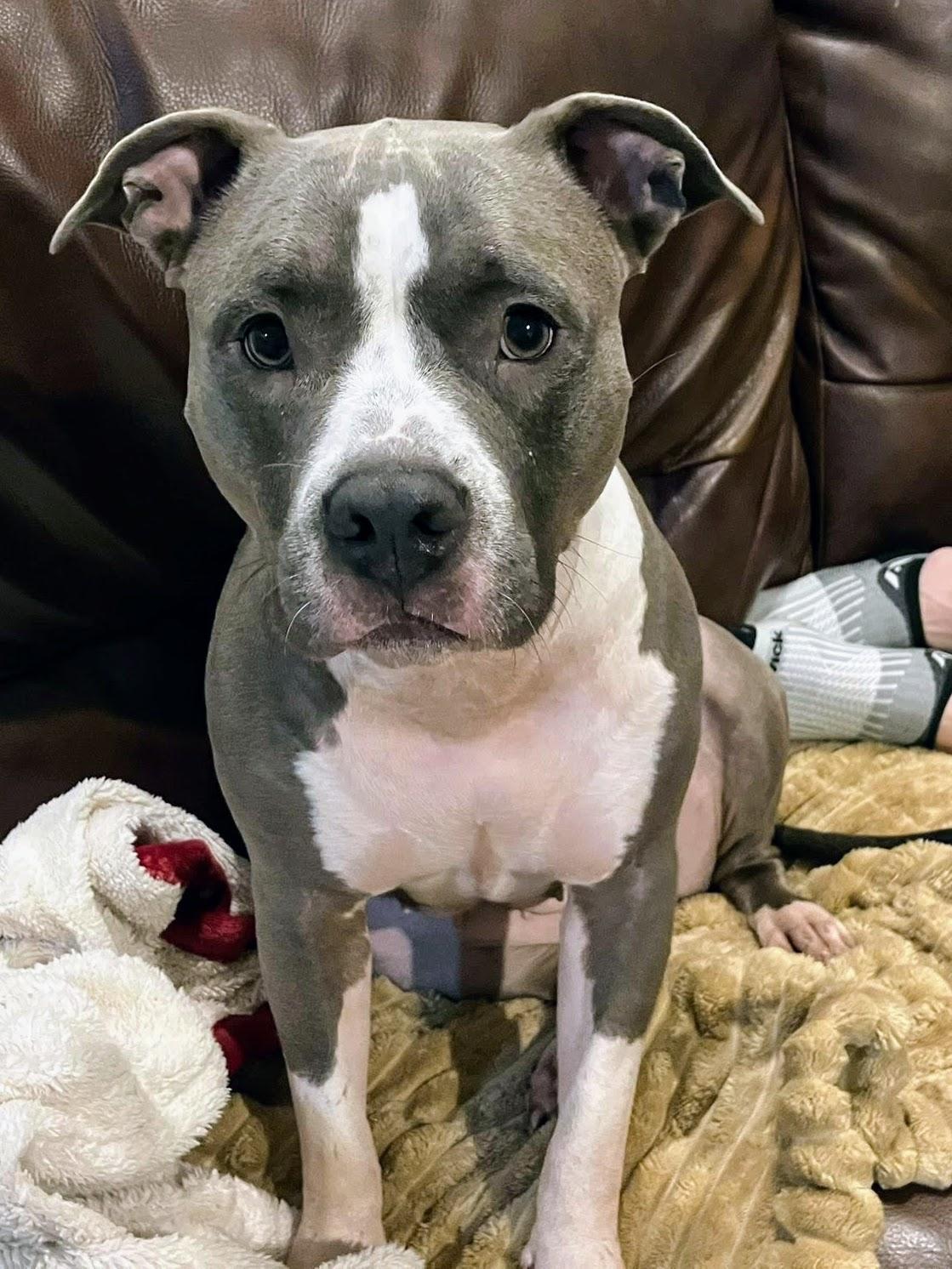 Meeko, Adoptable, Adult Female American Staffordshire Terrier & Pit Bull Terrier.