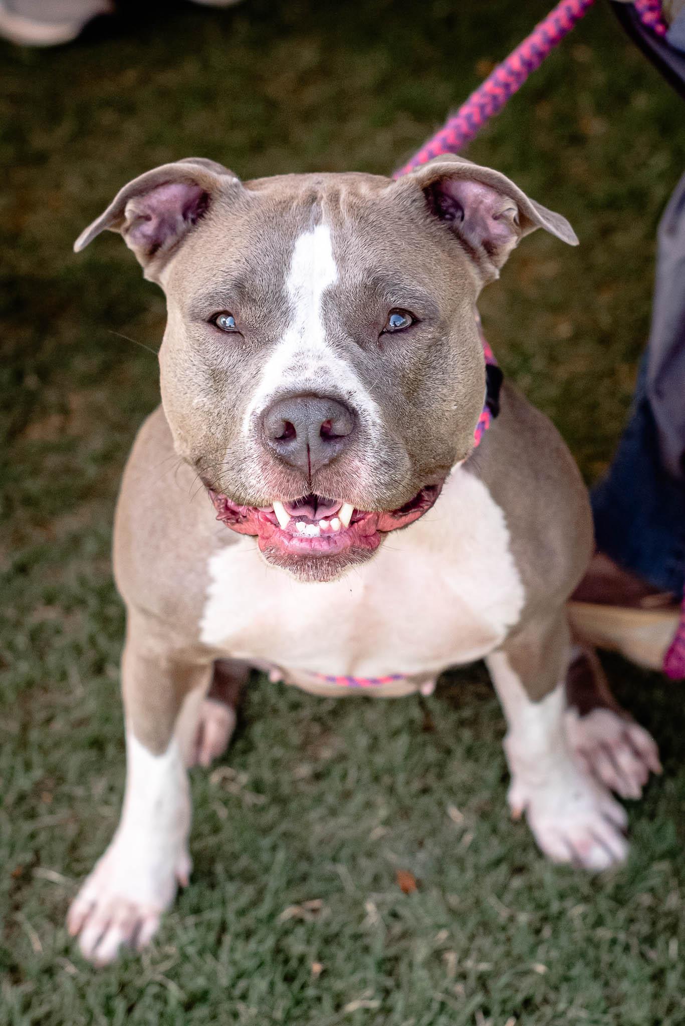 Meeko, a Adoptable mixed breed in Athens, GA image 3/6
