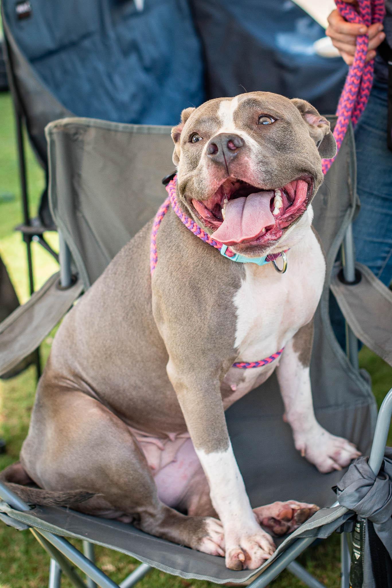 Meeko, a Adoptable mixed breed in Athens, GA image 5/6