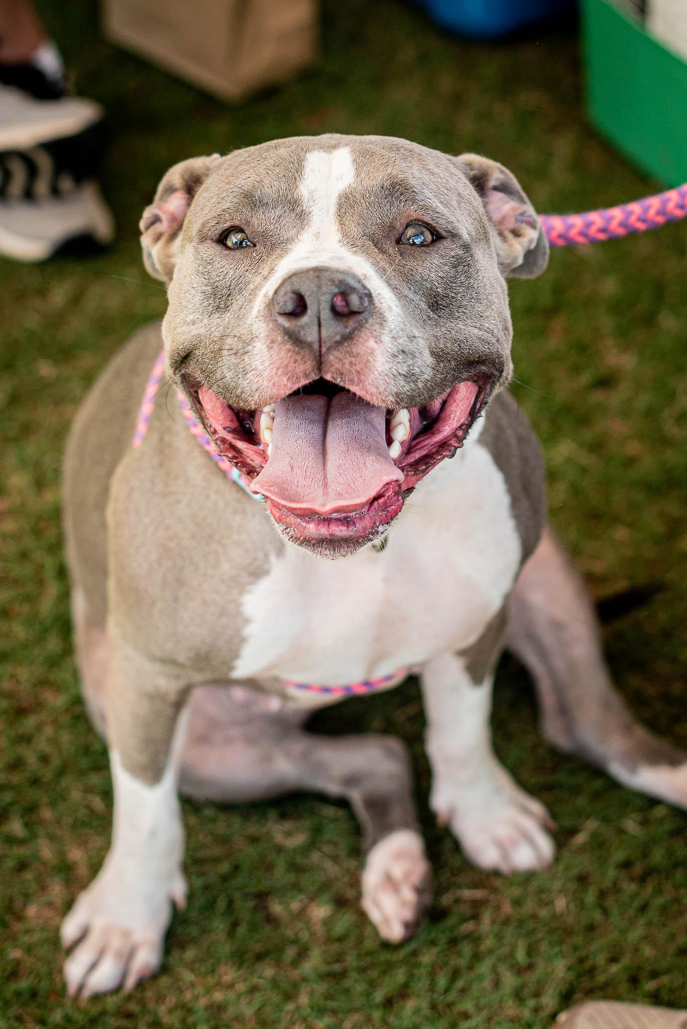 Meeko, Adoptable, Adult Female American Staffordshire Terrier & Pit Bull Terrier.