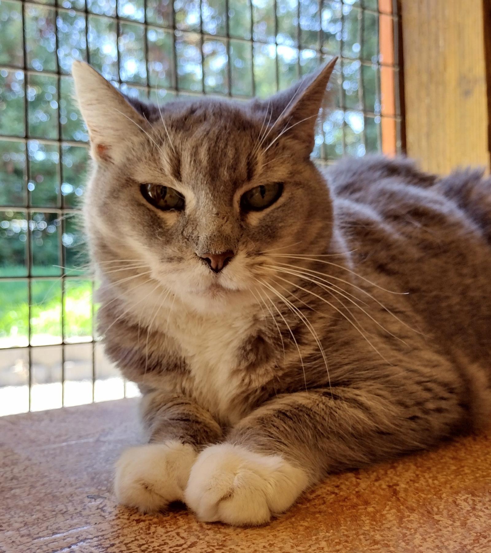 Secret (3), Adoptable, Senior Female Domestic Short Hair.