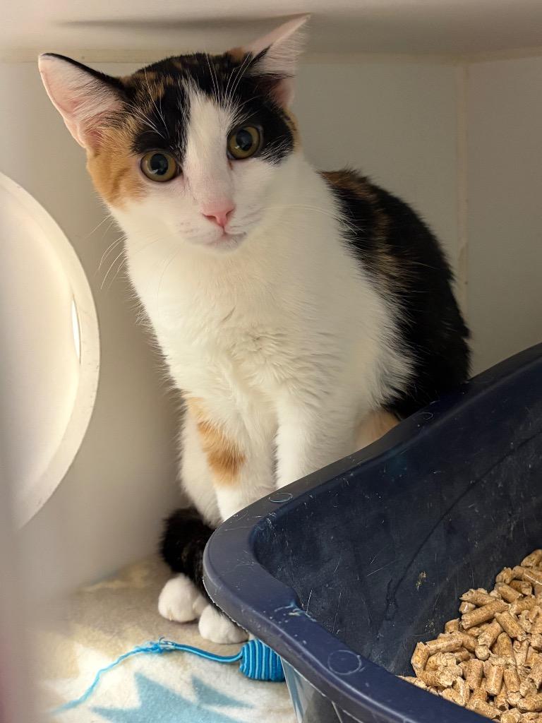 Enlarge Prue (Mayberry Rd), a Adoptable mixed breed in Johnson City, TN image 1/1