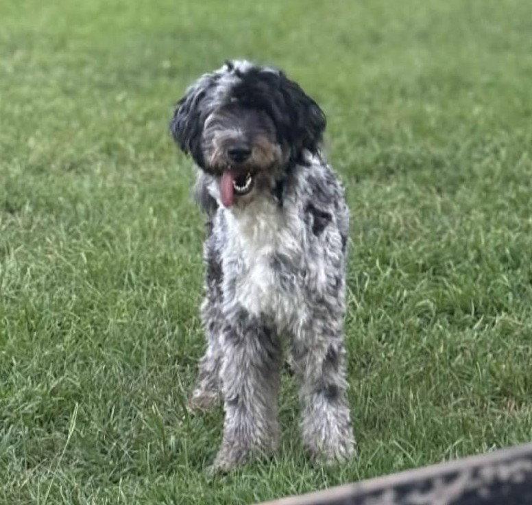 Duke SH in MS Augustyn $699, Adopted, Young Male Standard Poodle & Labrador Retriever.