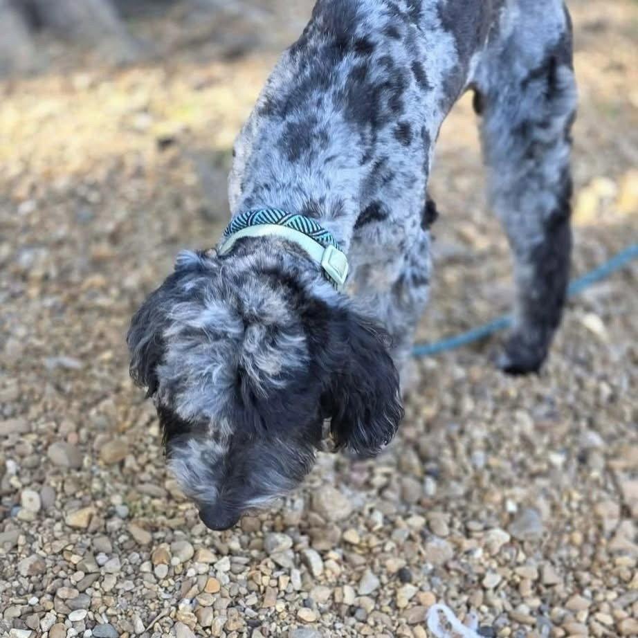 Enlarge Duke SH in MS Augustyn $699, a Adopted mixed breed in Warwick, RI image 2/2