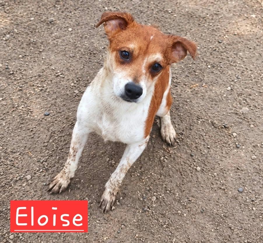 Eloise, Adoptable, Puppy Female Rat Terrier.