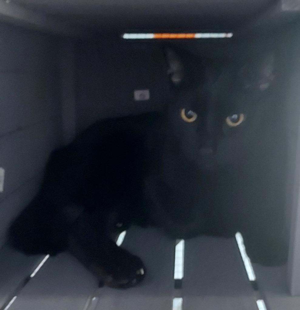 Black Bear, Adopted, Adult Male Domestic Short Hair.