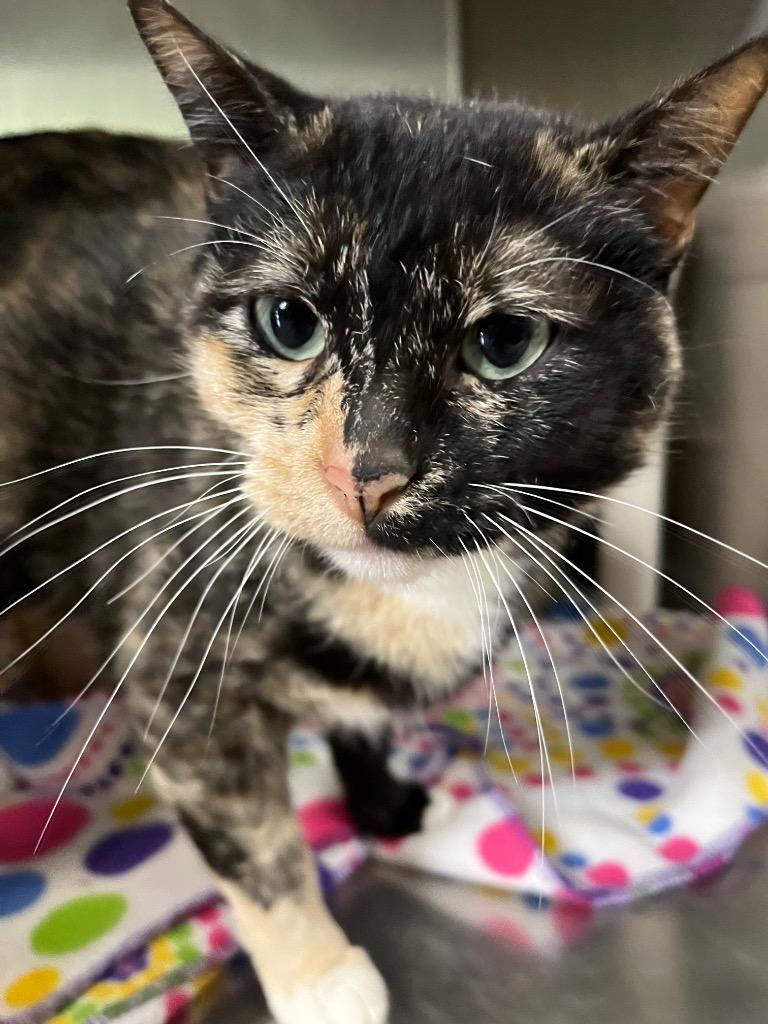 Scamper, Adoptable, Adult Female Domestic Short Hair.