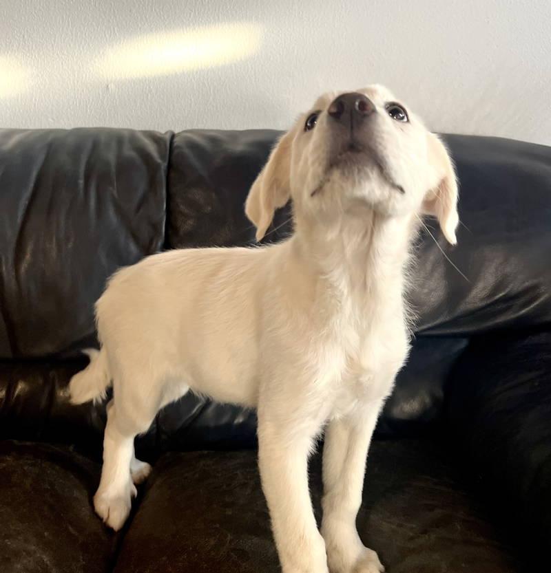 Enlarge Malory, an adopted Great Pyrenees in Spring, TX image 5/5