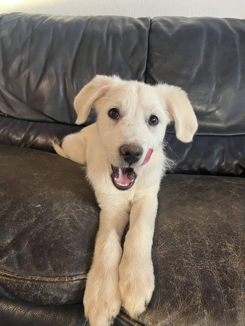 Enlarge Malory, an adopted Great Pyrenees in Spring, TX image 2/5