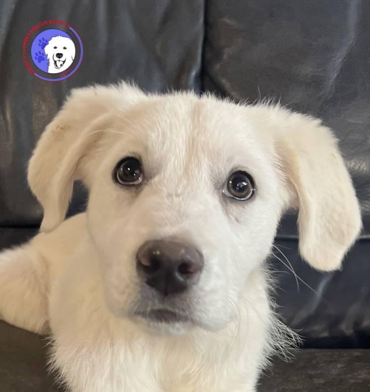 Malory, adopted, Puppy Female Great Pyrenees.