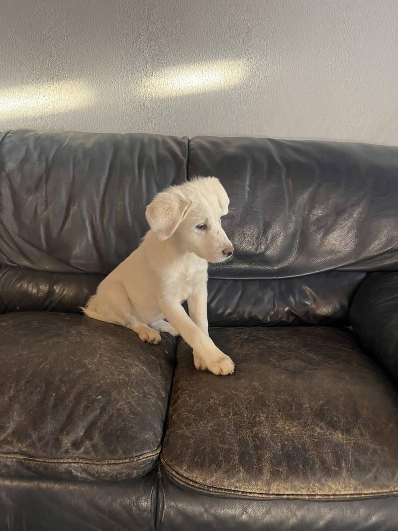 Enlarge Malory, an adopted Great Pyrenees in Spring, TX image 3/5