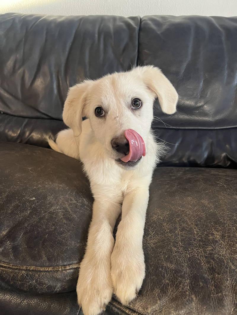 Enlarge Malory, an adopted Great Pyrenees in Spring, TX image 4/5