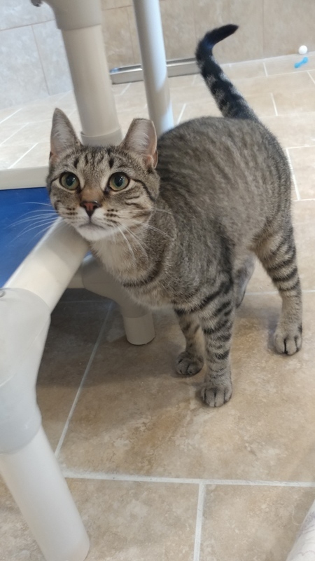 Enlarge Nicolette, a Adoptable Domestic Short Hair in Rochester, NY image 1/10