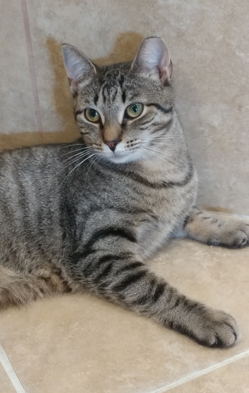 Enlarge Nicolette, a Adoptable Domestic Short Hair in Rochester, NY image 2/10