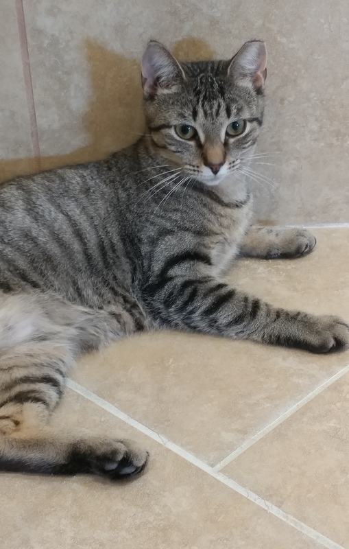 Enlarge Nicolette, a Adoptable Domestic Short Hair in Rochester, NY image 3/10