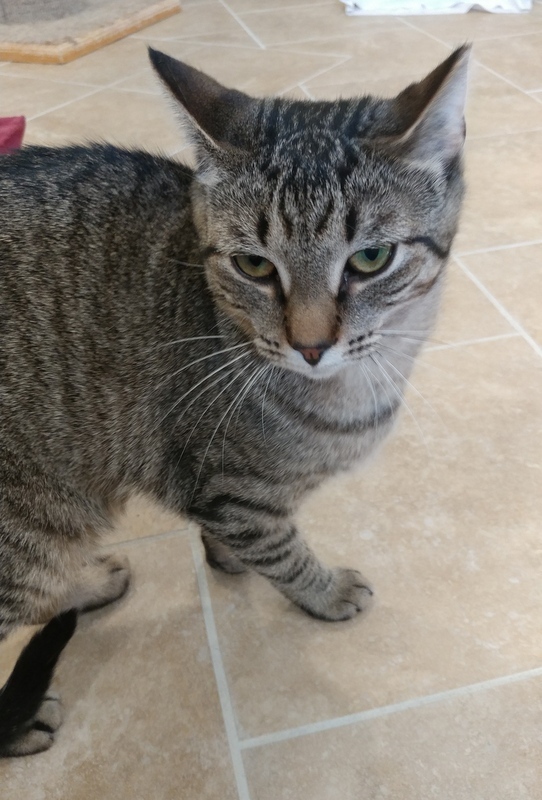 Enlarge Nicolette, a Adoptable Domestic Short Hair in Rochester, NY image 4/10