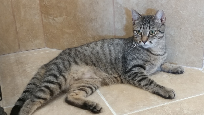 Enlarge Nicolette, a Adoptable Domestic Short Hair in Rochester, NY image 5/10