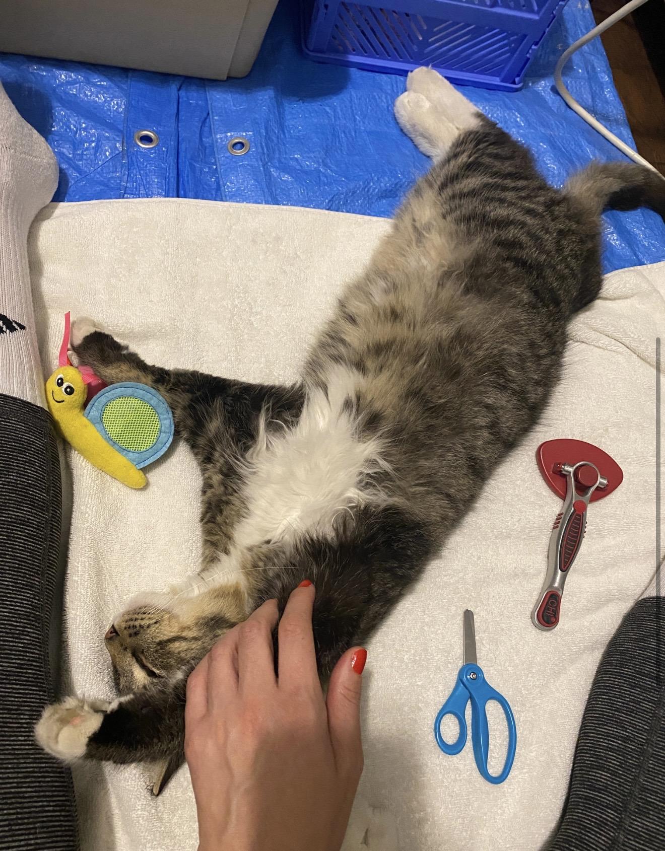 Frank, ADOPTABLE, Adult Male Domestic Medium Hair.