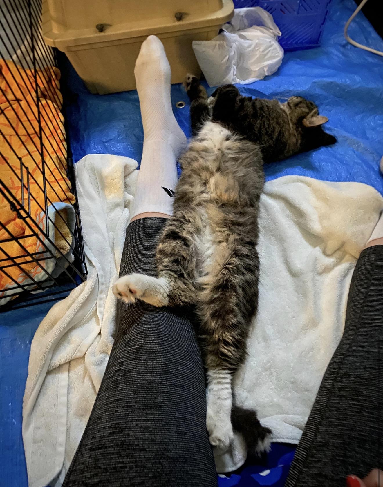 Enlarge Frank, a ADOPTABLE Domestic Medium Hair in Fertile, MN image 3/3
