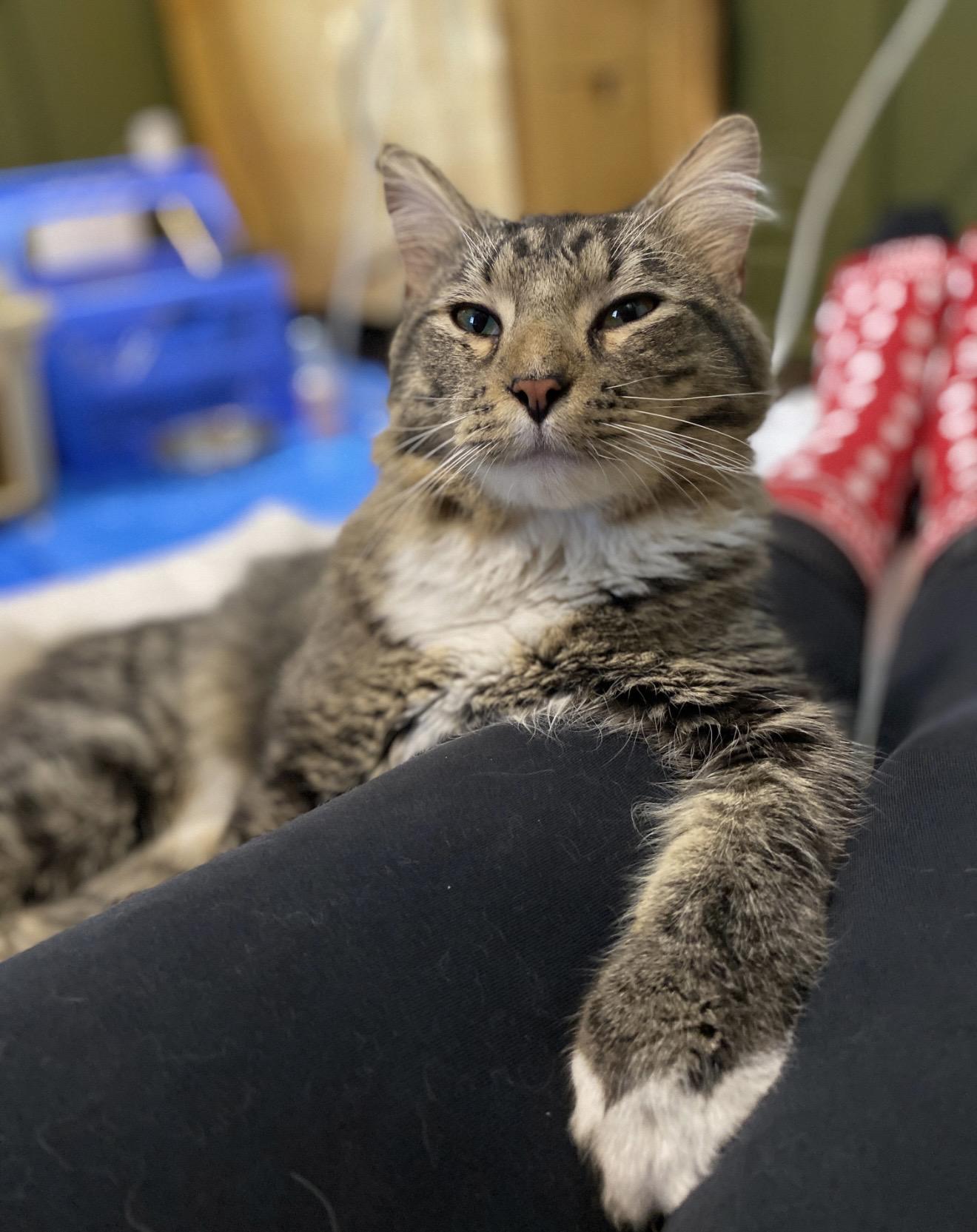 Enlarge Frank, a ADOPTABLE Domestic Medium Hair in Fertile, MN image 2/3