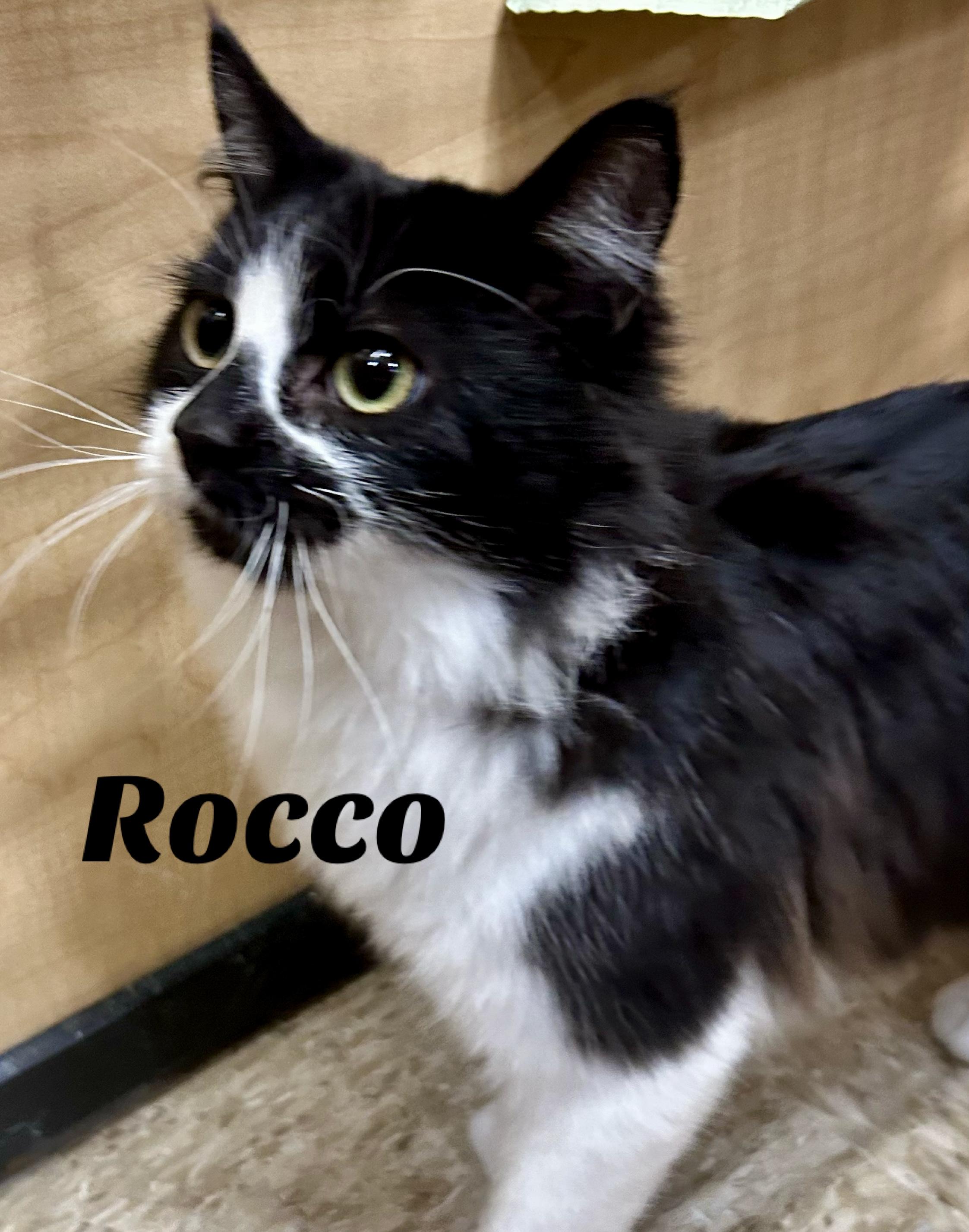 Rocco, an adopted Domestic Long Hair in Owasso, OK image 2/2
