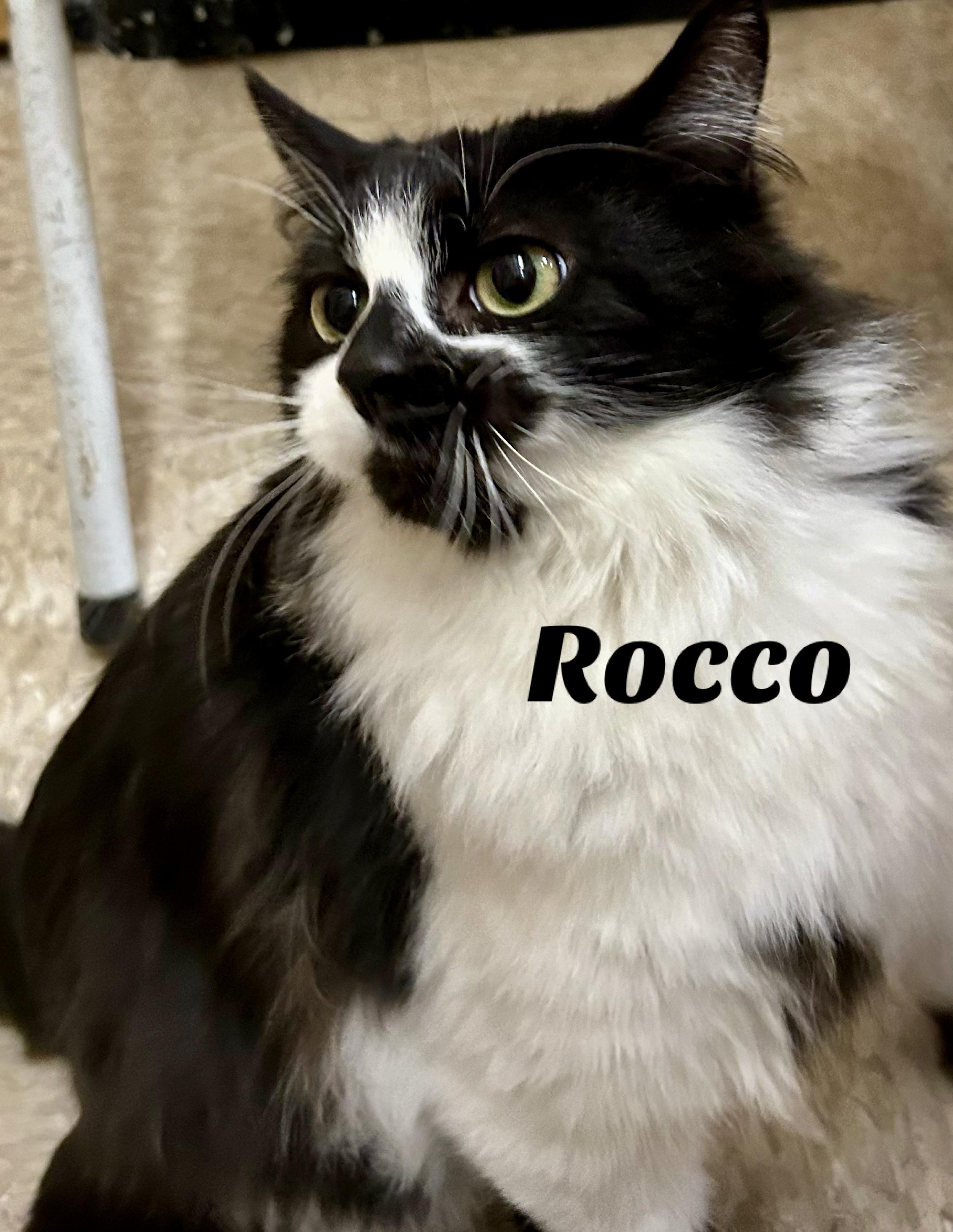 Rocco, an adopted Domestic Long Hair in Owasso, OK image 1/2