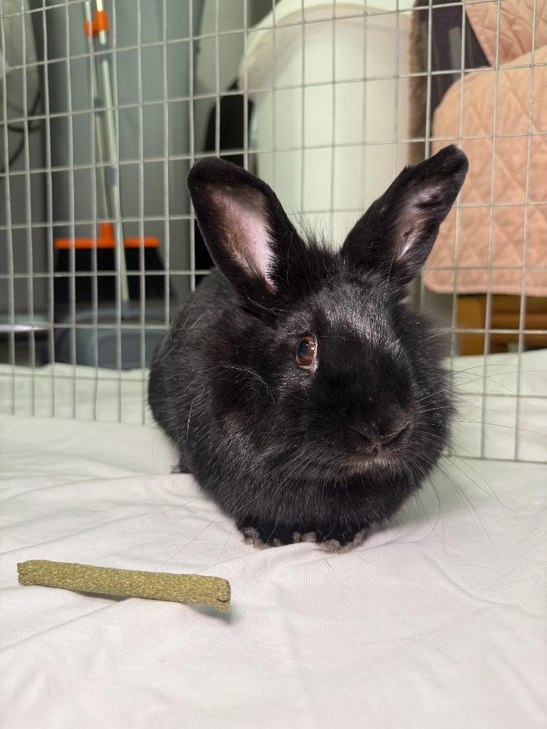 Luci, Adoptable, Young Male Polish.