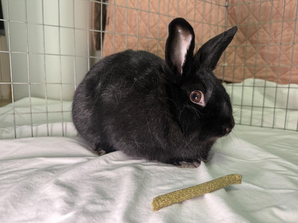 Luci, a Adoptable Polish in Pflugerville, TX image 2/6