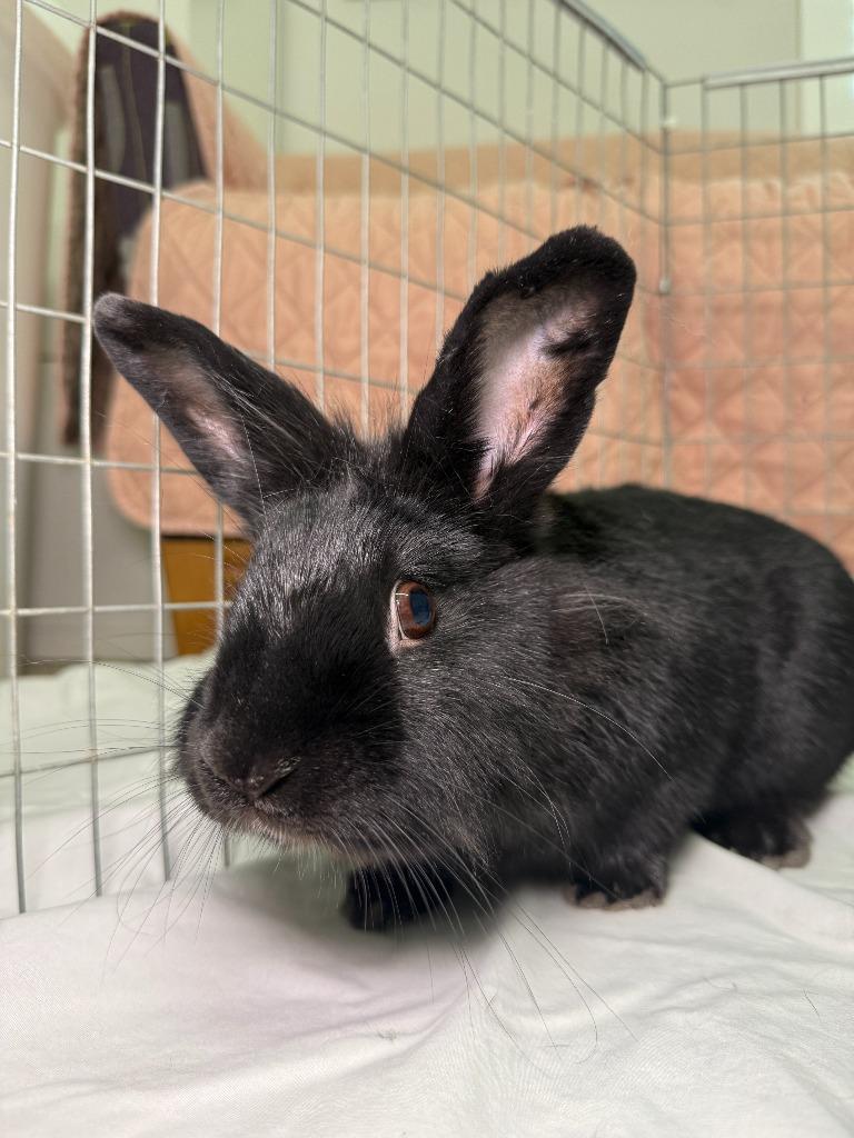 Luci, a Adoptable Polish in Pflugerville, TX image 3/6