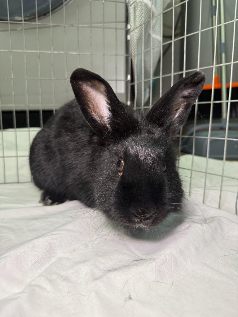 Luci, a Adoptable Polish in Pflugerville, TX image 4/6