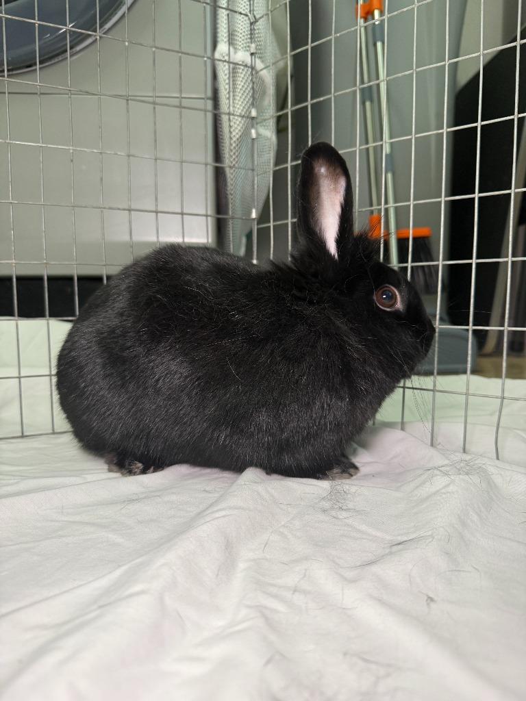 Luci, a Adoptable Polish in Pflugerville, TX image 5/6