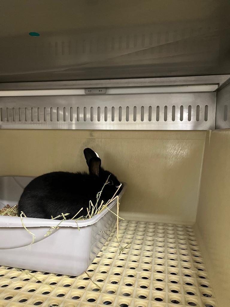 Enlarge Luci, a Adoptable Polish in Pflugerville, TX image 1/1