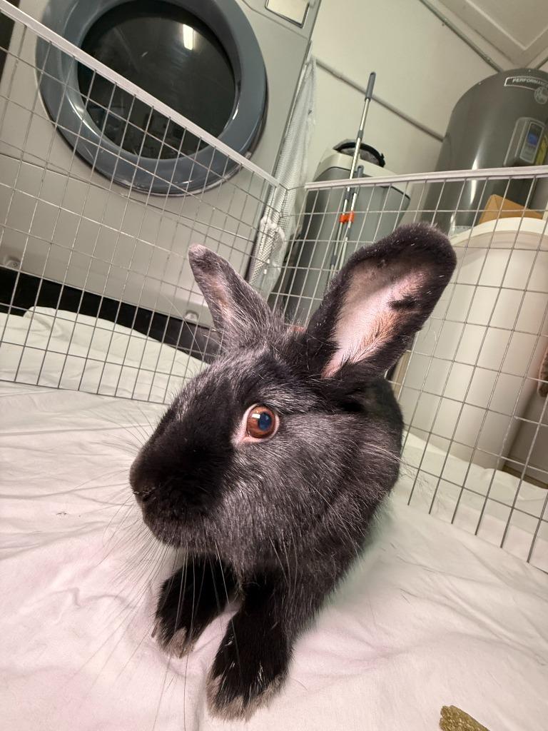 Luci, a Adoptable Polish in Pflugerville, TX image 6/6