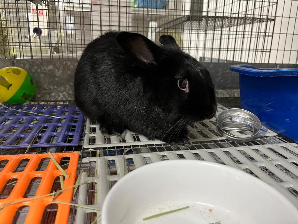 Enlarge Luci, a Adoptable Polish in Pflugerville, TX image 1/1