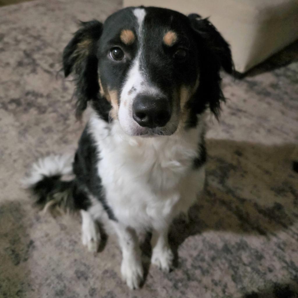 Enlarge Ziti, a Adopted Border Collie in Houston, TX image 5/6