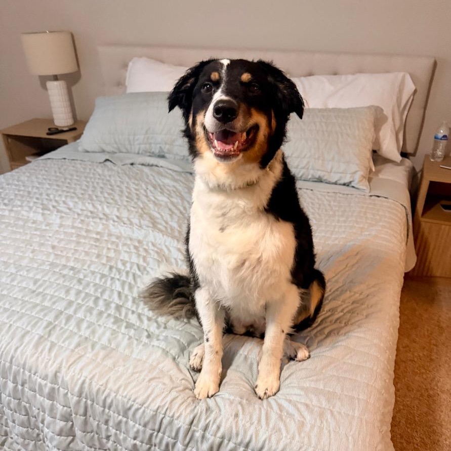 Enlarge Ziti, a Adopted Border Collie in Houston, TX image 3/6