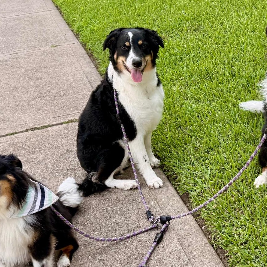 Enlarge Ziti, a Adopted Border Collie in Houston, TX image 1/6