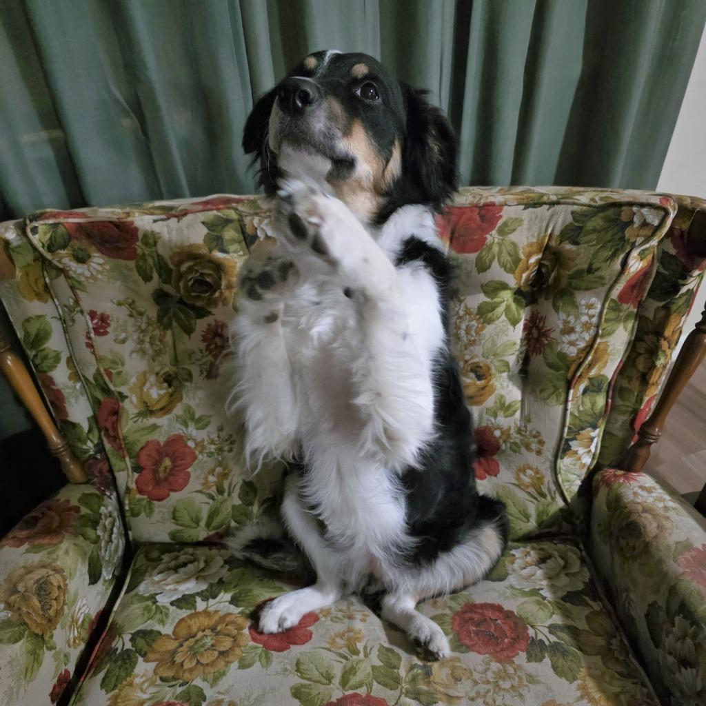Enlarge Ziti, a Adopted Border Collie in Houston, TX image 6/6