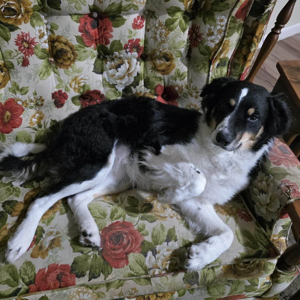 Enlarge Ziti, a Adopted Border Collie in Houston, TX image 4/6