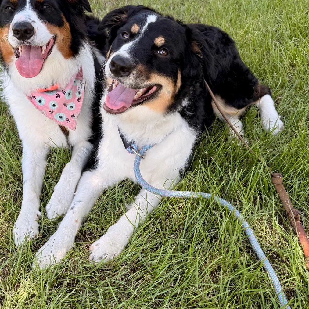 Enlarge Ziti, a Adopted Border Collie in Houston, TX image 2/6