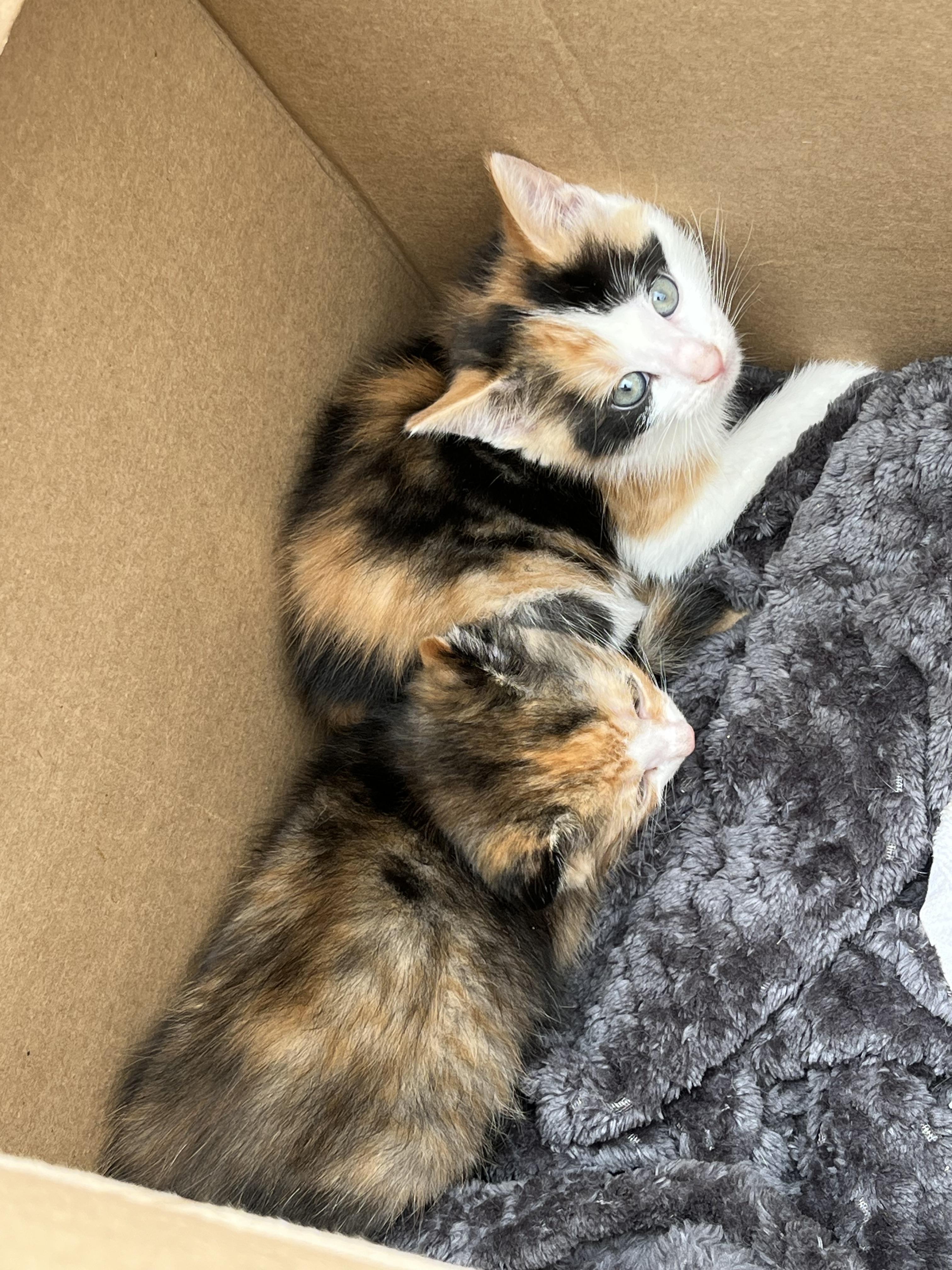Enlarge Baby Calico Kittens - Pig Place, Foosball, Alotta, and Corduroy, an adopted Domestic Short Hair in Gardiner, NY image 4/4